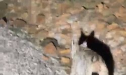 Koruma altında bulunan 'vaşak' Tunceli'de görüntülendi