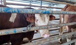 Kurban kesim başvuruları 11 Mayıs'ta başlıyor