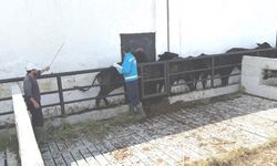 Kütahya'da ithal besilik danaların aşılama ve sağlık kontrolleri yapıldı