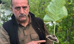 Oltu'da baykuş kelebeği görüntülendi