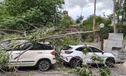 Rüzgarda devrilen ağaç park halindeki araçlara zarar verdi