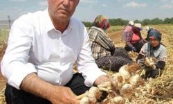 Sağlam ve Altun, Araban sarımsağının gelişimini inceledi