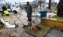 Sakarya'da 25 metrelik kavak ağacı şiddetli rüzgara dayanamadı