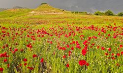 Şırnak'ta gelincik tarlasında görsel şölen