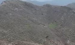Şırnak'ta kartalın domuz avı kamerada