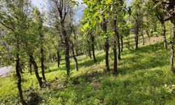 Şırnak'ta ormanlık alanda tırtıl istilası