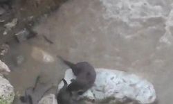 Su samurlarının deredeki oyunu kamerada