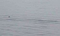 Tekirdağ açıklarında yunuslardan görsel şölen