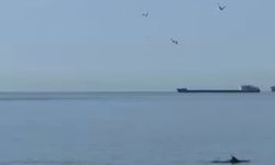 Tekirdağ'da yunuslar kıyıya yakın görüntülendi