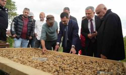 'Topraktaki altın' salebin hasadı başladı: Kilosu 12 bin TL