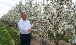 Tüccarların depo oyunu: Elmalar depolandı, ucuza satılmak istenmiyor