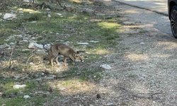 Uludağ dönüşü sürpriz misafir: Aç tilkiye peynirli kraker ikramı