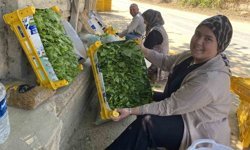 Üzümden önce yaprağı kazandırıyor