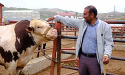 Van canlı hayvan pazarında Kurban Bayramı hareketliliği başladı