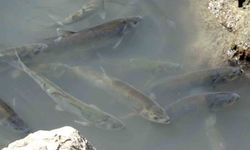 Van Gölü'nün 'gümüş' balıkları ekiplere emanet