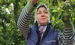 Yaz meyvelerinde bereket üreticinin yüzünü güldürdü