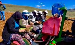 Yıllardır atıl durumda olan tarım arazilerine 'kekik' ekimine başlandı