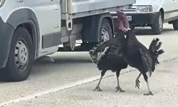 Yol ortasındaki hindi kavgası trafiği durdurdu