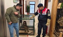 Yozgat'ta yakalanan Hint şebeği maymunu Ankara'da koruma altına alındı
