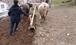 Zamana direnen gelenek: Bahçesaray'da traktörün giremediği dik yamaçlarda karasaban mesaisi