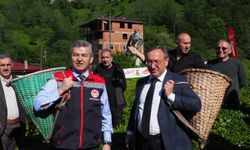 Doğu Karadeniz’de Çay Hasadı Coşkusu Kemalpaşa’da Devam Etti