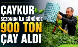 ÇAYKUR ilk gününde 900 ton çay aldı