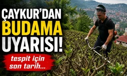 ÇAYKUR’dan üreticiye budama tarihi uyarısı