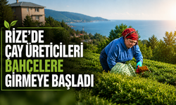 Rize'de çay üreticileri hasat için bahçelere girmeye başladı