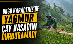 Doğu Karadeniz'de yağmur çay hasadını durdurmadı
