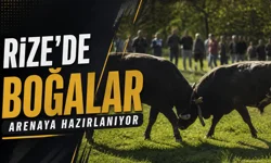 Rize'de boğalar arenaya hazırlanıyor