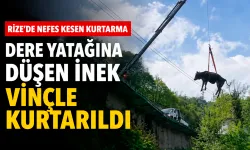 Rize'de dere yatağına düşen inek vinçle kurtarıldı