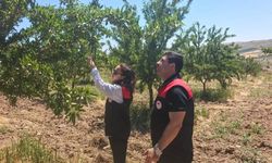 Ağın'da badem bahçelerine hastalık ve zararlı kontrolü