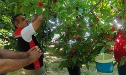 Aydın'da kiraz hasadı sürüyor