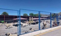 Bakan Mustafa Çiftçi'nin Erzurum'daki sokak köpeği başarısı Türkiye'ye örnek oluyor