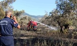 Balıkesir Ziraat Odası Başkanı Demirbay: 'Bir yıllık emek bir sigara izmaritiyle kül olmasın'