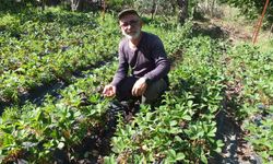 Balıkesir'de emekli muhasebeci başarılı üretici oldu