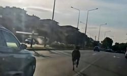 Başıboş at ana yolda trafiği tehlikeye attı