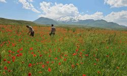 Bitlis'in Adilcevaz ilçesinde gelincik ve karın büyüleyici buluşması
