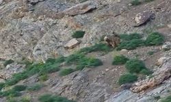 Cennet Cehennem Vadisi'nde ayı ve yavrusu görüntülendi