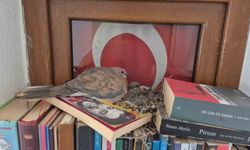 Datça'da kumrular bir evin kitaplığına yuva yaptı