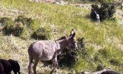 Elazığ'da sürüden ayrılan eşeği dronun sesi geri getirdi