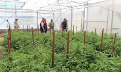 Erzincan'da seracılık yatırımları üretimi artırıyor