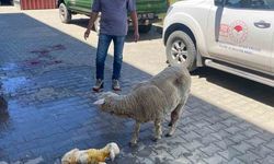 Erzincan'da zamanla yarış mutlu sonla bitti