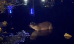 Gece saatlerinde göl kıyısında su samuru görüntülendi