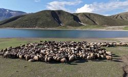 Göçerler 5 aylık yayla sezonunu Bitlis'te açtı