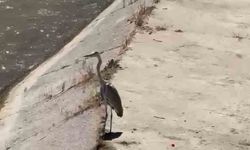 Gri balıkçıl ile martı aynı karede av bekledi