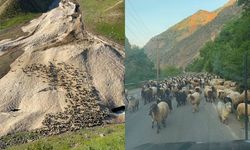 Hakkari'de yayla sezonu gecikmeli başladı