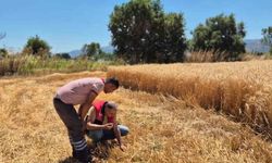 Havran'da hububat hasat kontrolleri yapılıyor