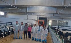 Hisarcık'ta ilk hastalıktan ari büyükbaş işletmesi için önemli adım