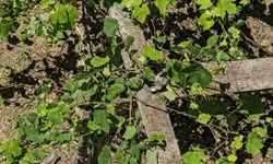 İtfaiyenin iguana mesaisi